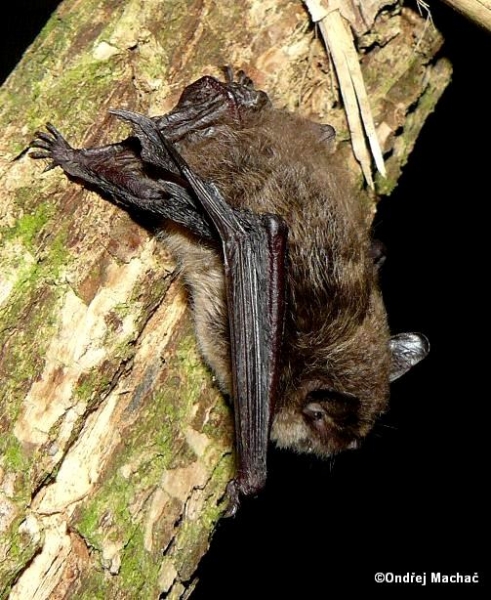 Myotis alcathoe netopýr Alkathoe Vespertilionidae netopýrovití